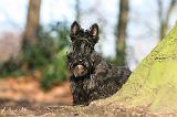 SCOTTISH TERRIER 059